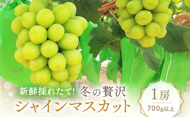 【2025年先行予約】 ぶどう 冬の贅沢 シャインマスカット 1房(700g以上)【11月27日から12月12日の期間に発送】 葡萄 ブドウ 岡山県産 フルーツ 果物 数量限定 期間限定 岡山 里庄町