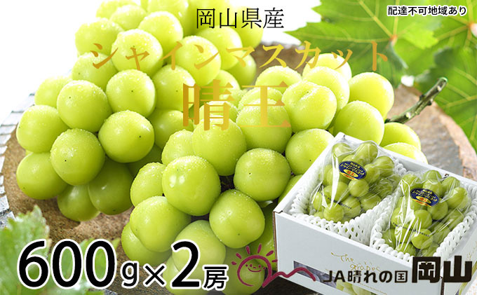 ぶどう 2026年 先行予約 シャイン マスカット 晴王 約600g×2房