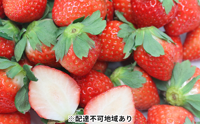 [ご家庭用]岡山県里庄町産いちご さがほのか 約2.0kg