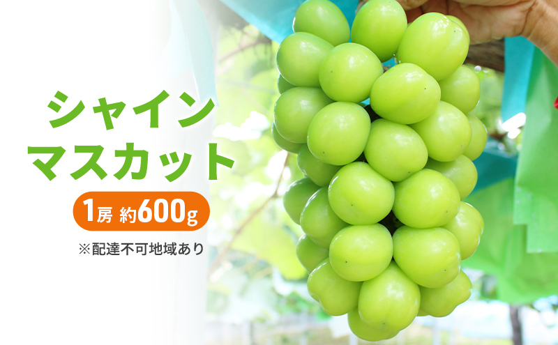 ぶどう 2026年 先行予約 シャインマスカット 1房 約600g ブド