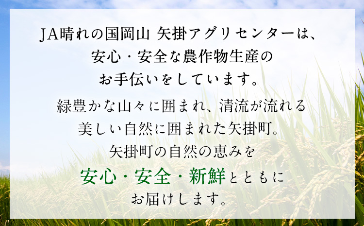 野菜 旬の イタリア野菜 セット 5～7種 《11月下旬-3月中旬頃出荷》JA晴れの国 矢掛アグリセンター 野菜 ねぎ ネギ 国産 イタリア リーキ プレコーチェ カタローニャ ルーコラ ズッキーニ トマト 玉ねぎ 西洋 送料無料---osy_cjyaibs_h113_26_10000_s---