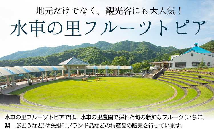 【先行予約】 産地直送 愛宕梨 約1.4kg(2玉前後) 水車の里フルーツトピア 期間限定 岡山県矢掛町産 なし 果物 スイーツ フルーツ デザート《12月上旬-2月上旬頃出荷》 梨---osy_suiatg_ad122_25_18500_2---
