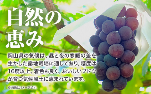 【先行予約】 岡山県産 訳ありつる付きニューピオーネ 2房 530g以上 葡萄 果物 厳選出荷 スイーツ フルーツ デザート 岡山県矢掛町《9月上旬-10月下旬頃出荷》 種なしぶどう【配送不可地域あり】---osy_chbf25_ak9_26_16500_2---