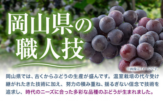 【先行予約】 岡山県産 ニューピオーネ 2房 480g以上 ハウス栽培 葡萄 果物 厳選出荷 スイーツ フルーツ デザート 岡山県矢掛町《7月上旬-8月下旬頃出荷》 種なしぶどう 【配送不可地域あり】---osy_chbf20_ak7_26_18000_2---