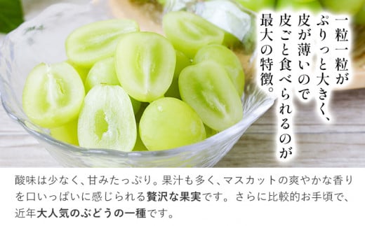【2026年出荷先行予約】岡山県産 冷蔵 シャインマスカット 2房 (540g以上) 【配送不可地域あり】 《11月中旬-12月中旬頃に出荷予定(土日祝除く)》 ---osy_chbf9_q11_26_23000_2---