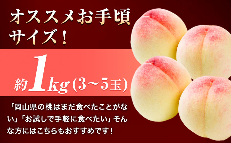 【2026年発送先行予約】岡山の桃 約1kg 3～5玉前後《2026年6月下旬-9月上旬頃出荷》 フルーツ 果物 岡山 矢掛町 ---ofn_cwomx_l69_25_10000_1000---