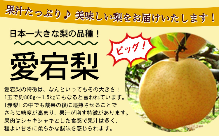 【先行予約】 産地直送 愛宕梨 約1.4kg(2玉前後) 水車の里フルーツトピア 期間限定 岡山県矢掛町産 なし 果物 スイーツ フルーツ デザート《12月上旬-2月上旬頃出荷》 梨---osy_suiatg_ad122_25_18500_2---