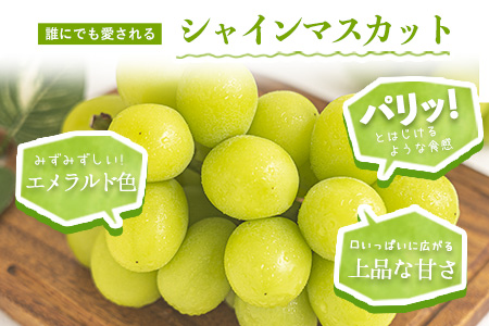 【2026年出荷先行予約】 厳選 シャインマスカット 約600g ぶどう シャインマスカット フルーツ 先行予約 《2026年9月上旬-11中旬頃に出荷予定(土日祝除く)》 果物 岡山 不揃い シャインマスカット 晴王 ブドウ ご家庭用 シャイン 先行予約 お手頃---ofn_cwsmx_ae911_26_10000_h6---