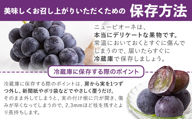 岡山県産 ニューピオーネ 約600g 1房 葡萄 果物 秀品 スイーツ フルーツ デザート 秋旬 岡山県矢掛町《8月下旬-10月中旬頃出荷》---ofn_cssm_h810_26_15500_1---
