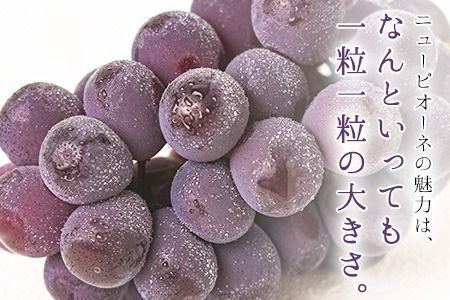 岡山県産 ニューピオーネ 約600g 1房 葡萄 果物 秋旬 訳あり 優品 厳選出荷 スイーツ フルーツ デザート 岡山県矢掛町《8月下旬～10月中旬頃に出荷予定(土日祝除く)》数量限定---ofn_cwnp_h810_26_8500_1---