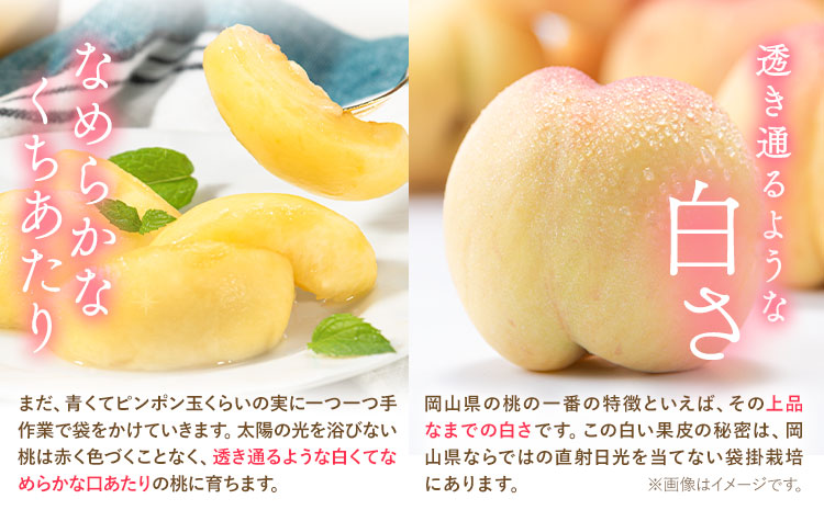 【2026年発送先行予約】桃 岡山県産 岡山の桃 約700g 《2026年6月下旬-9月上旬頃出荷》 フルーツ 果物 岡山 矢掛町 ---ofn_cwomx_l69_25_8500_h3---