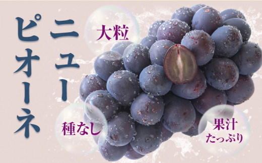 【先行予約】 岡山県産 訳ありつる付きニューピオーネ 2房 530g以上 葡萄 果物 厳選出荷 スイーツ フルーツ デザート 岡山県矢掛町《9月上旬-10月下旬頃出荷》 種なしぶどう【配送不可地域あり】---osy_chbf25_ak9_26_16500_2---