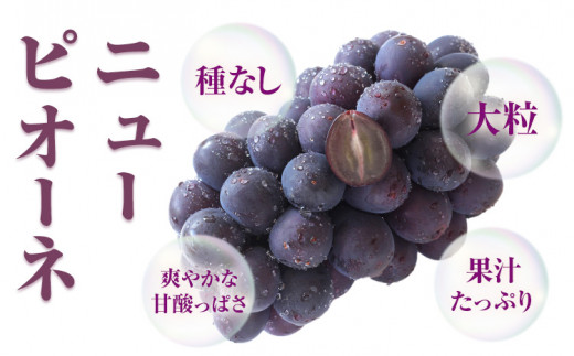 【先行予約】 岡山県産 ニューピオーネ 2房 480g以上 露地栽培 葡萄 果物 厳選出荷 スイーツ フルーツ デザート 岡山県矢掛町《9月上旬-10月下旬頃出荷》 種なしぶどう 【配送不可地域あり】---osy_chbf24_ak9_26_17500_2---