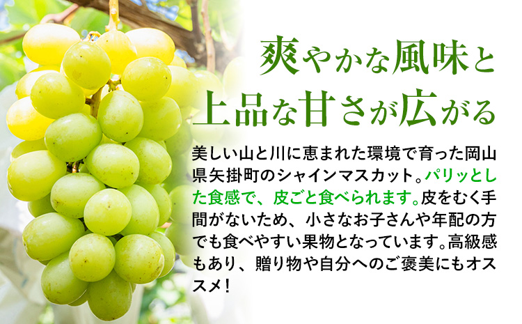 岡山県産 シャインマスカット 約2kg 矢掛Grape Fairies《9月中旬-10月末頃出荷》岡山県 矢掛町 葡萄 マスカット 果物 スイーツ フルーツ デザート---osy_ygfsm_bc9_25_20500_2kg---