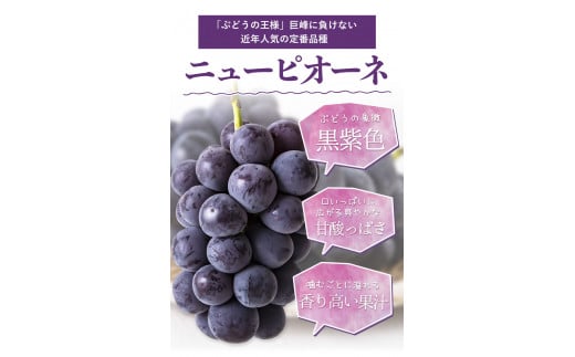 秀品 ニューピオーネ 約1.2kg 2房《8月下旬-10月中旬頃出荷》---ofn_csnp_h810_25_24000_2---st-p