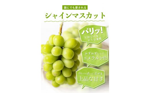 秀品 シャインマスカット 約1.2kg 2房 《9月中旬-11月上旬頃出荷》---ofn_cssm_ad911_26_24000_2---st-p