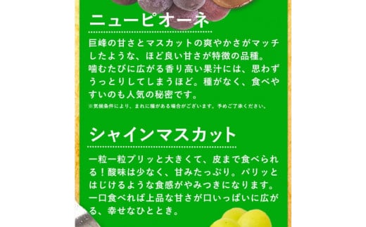 秀品 ニューピオーネ シャインマスカット 詰め合わせ 約1.2kg 2房《9月上旬-10月中旬頃出荷》---ofn_csnpsm_ae9_26_24000_2---st-p