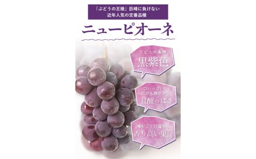 訳あり ニューピオーネ 約1.2kg 2房《8月下旬～10月中旬頃出荷(土日祝除く)》 ピオーネ ブドウ  ニューピオーネ  訳あり 果物 ピオーネ 岡山---ofn_cwnp_h810_26_13500_2---