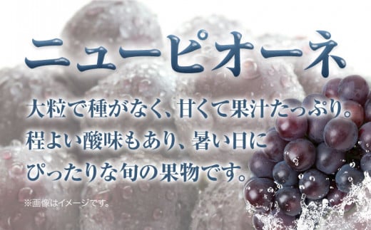 【先行予約】 岡山県産 つる付きニューピオーネ 1房 680g以上 ハウス栽培 《7月上旬-8月下旬頃出荷》 【配送不可地域あり】---osy_chbf19_ak7_26_16000_1---