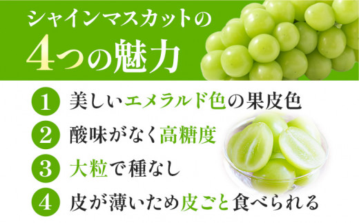 【先行予約】 岡山県産 シャインマスカット 2房 (480g以上) 【配送不可地域あり】 《7月上旬-8月中旬頃出荷》 岡山県 矢掛町 マスカット ぶどう 葡萄 果物 フルーツ---osy_chbf10_ae7_26_24500_2---