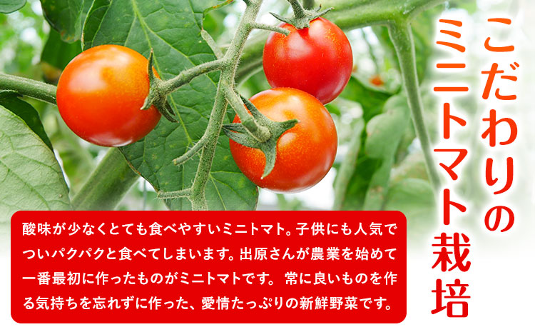 ミニトマト 約1kg 出原農園 《1月上旬-5月末頃出荷》 岡山県 矢掛町 野菜 ミニトマト もぎたて 新鮮---osy_iktmt_af15_24_8500_1---st-p