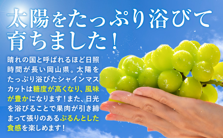 岡山県産 シャインマスカット 約2kg 矢掛Grape Fairies《9月中旬-10月末頃出荷》岡山県 矢掛町 葡萄 マスカット 果物 スイーツ フルーツ デザート---osy_ygfsm_bc9_25_20500_2kg---