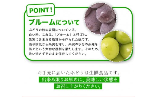 秀品 ニューピオーネ シャインマスカット 詰め合わせ 約1.2kg 2房《9月上旬-10月中旬頃出荷》---ofn_csnpsm_ae9_26_24000_2---st-p