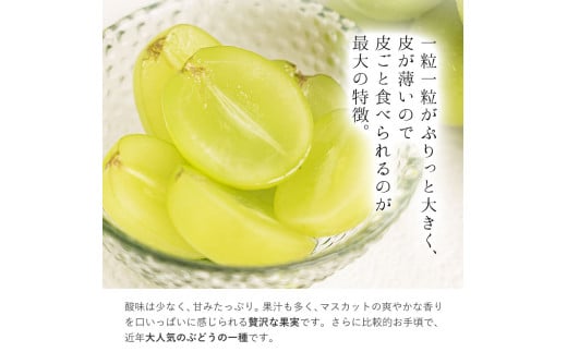 【2026年出荷先行予約】 厳選 シャインマスカット 約3kg《2026年9月上旬～11月中旬頃出荷(土日祝除く)》 マスカット シャインマスカット 岡山 ---ofn_cwsmx_ae911_26_27000_3---