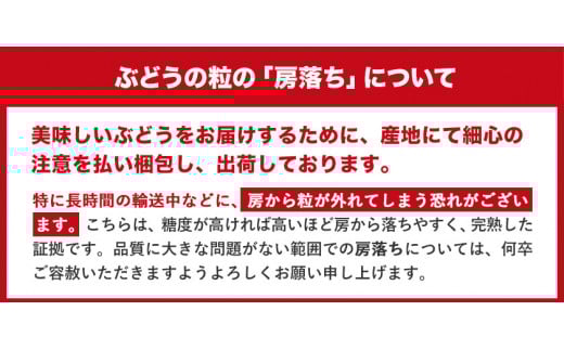 訳あり ニューピオーネ・シャインマスカット 詰め合わせ 約1.2kg 《9月上旬～10月中旬頃出荷(土日祝除く)》---osy_cwsmnp_ae9_26_13500_s--