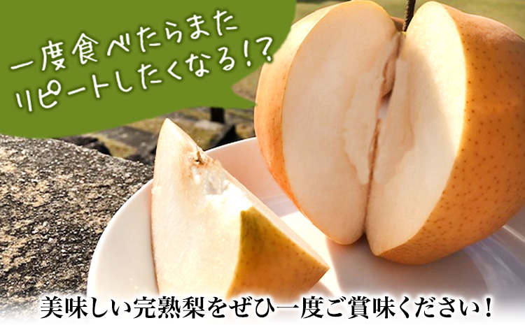 【先行予約】 産地直送 愛宕梨 約1.4kg(2玉前後) 水車の里フルーツトピア 期間限定 岡山県矢掛町産 なし 果物 スイーツ フルーツ デザート《12月上旬-2月上旬頃出荷》 梨---osy_suiatg_ad122_25_18500_2---