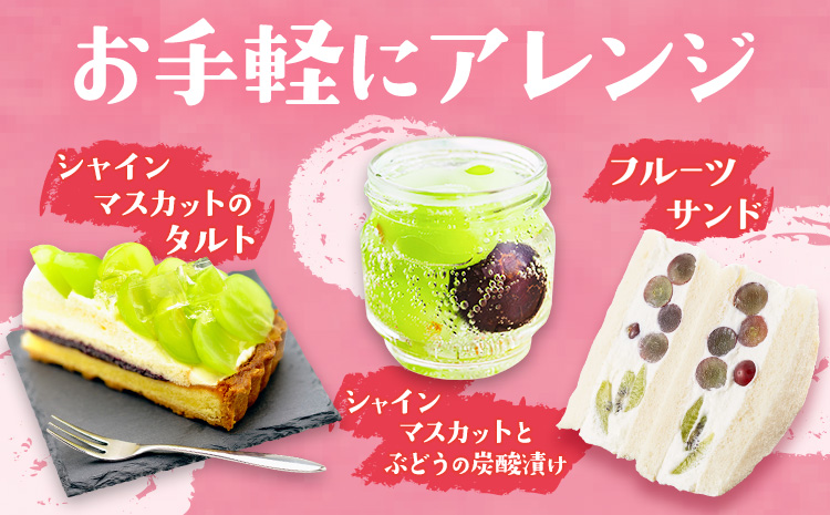 岡山県産 シャインマスカット 約2kg 矢掛Grape Fairies《9月中旬-10月末頃出荷》岡山県 矢掛町 葡萄 マスカット 果物 スイーツ フルーツ デザート---osy_ygfsm_bc9_25_20500_2kg---