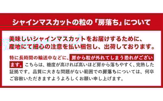 秀品 シャインマスカット 約1.2kg 2房 《9月中旬-11月上旬頃出荷》---ofn_cssm_ad911_26_24000_2---st-p