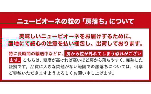 訳あり ニューピオーネ 約1.2kg 2房《8月下旬～10月中旬頃出荷(土日祝除く)》 ピオーネ ブドウ  ニューピオーネ  訳あり 果物 ピオーネ 岡山---ofn_cwnp_h810_26_13500_2---