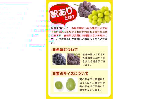 訳あり ニューピオーネ・シャインマスカット 詰め合わせ 約1.2kg 《9月上旬～10月中旬頃出荷(土日祝除く)》---osy_cwsmnp_ae9_26_13500_s--