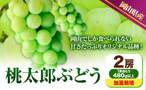【先行予約】 岡山県産 桃太郎ぶどう 2房 (480g以上) 加温栽培 【配送不可地域あり】 《7月上旬-8月下旬頃出荷》 ---osy_chbf6_ak7_26_24500_2---