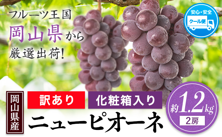 訳あり ニューピオーネ 約1.2kg 2房《8月下旬～10月中旬頃出荷(土日祝除く)》 ピオーネ ブドウ  ニューピオーネ  訳あり 果物 ピオーネ 岡山---ofn_cwnp_h810_26_13500_2---
