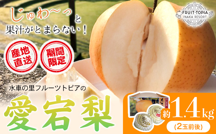 【先行予約】 産地直送 愛宕梨 約1.4kg(2玉前後) 水車の里フルーツトピア 期間限定 岡山県矢掛町産 なし 果物 スイーツ フルーツ デザート《12月上旬-2月上旬頃出荷》 梨---osy_suiatg_ad122_25_18500_2---