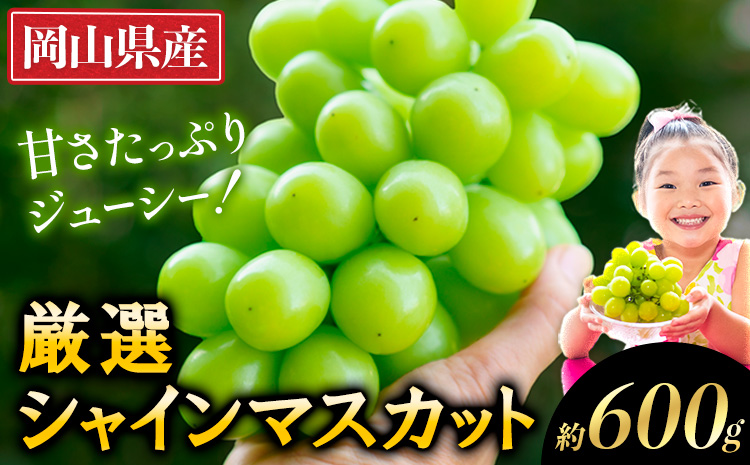 【2026年出荷先行予約】 厳選 シャインマスカット 約600g ぶどう シャインマスカット フルーツ 先行予約 《2026年9月上旬-11中旬頃に出荷予定(土日祝除く)》 果物 岡山 不揃い シャインマスカット 晴王 ブドウ ご家庭用 シャイン 先行予約 お手頃---ofn_cwsmx_ae911_26_10000_h6---