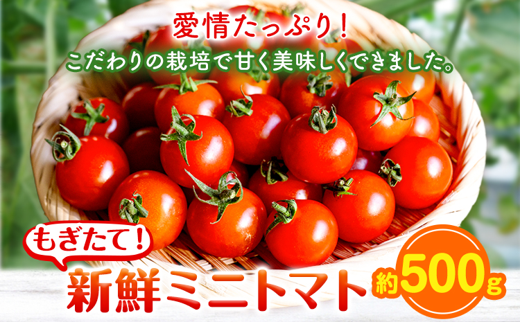ミニトマト 約500g 出原農園 《1月上旬-5月末頃出荷》 岡山県 矢掛町 野菜 ミニトマト もぎたて 新鮮---osy_iktmt_af15_24_5500_500---st-p