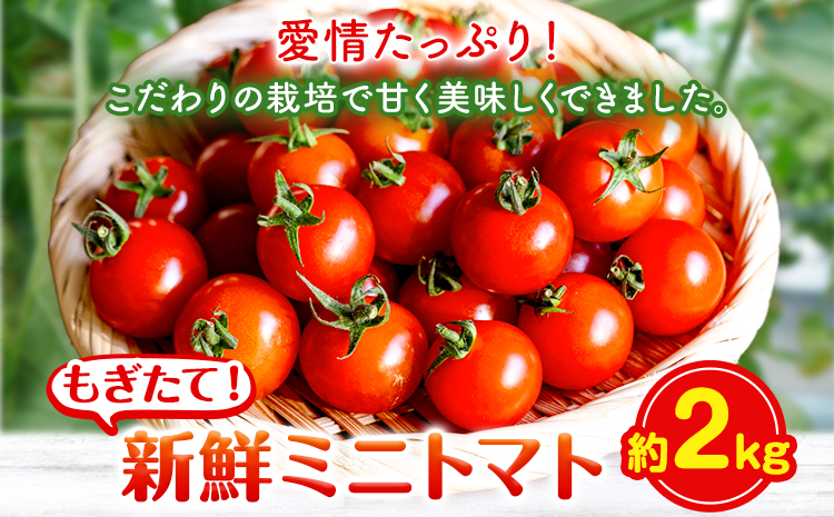 ミニトマト 約2kg 出原農園 《1月上旬-5月末頃出荷》 岡山県 矢掛町 野菜 ミニトマト もぎたて 新鮮---osy_iktmt_af15_24_14000_2---st-p