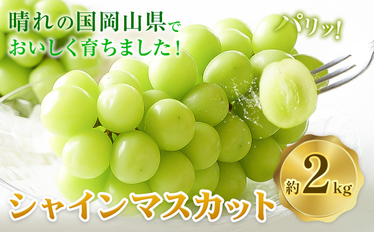 岡山県産 シャインマスカット 約2kg 矢掛Grape Fairies《9月中旬-10月末頃出荷》岡山県 矢掛町 葡萄 マスカット 果物 スイーツ フルーツ デザート---osy_ygfsm_bc9_25_20500_2kg---
