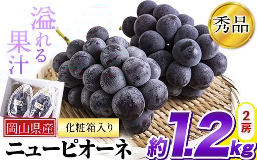 秀品 ニューピオーネ 約1.2kg 2房《8月下旬-10月中旬頃出荷》---ofn_csnp_h810_25_24000_2---st-p