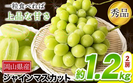 秀品 シャインマスカット 約1.2kg 2房 《9月中旬-11月上旬頃出荷》---ofn_cssm_ad911_26_24000_2---st-p