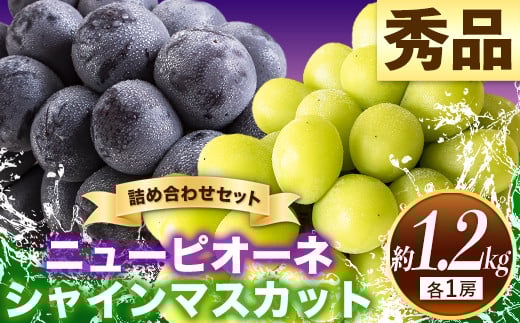 秀品 ニューピオーネ シャインマスカット 詰め合わせ 約1.2kg 2房《9月上旬-10月中旬頃出荷》---ofn_csnpsm_ae9_26_24000_2---st-p