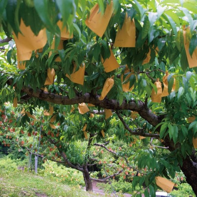 岡山県産「おかやま夢白桃」約3kg|2026年7月下旬以降発送予定