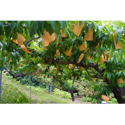 岡山県産「白鳳」約2kg|2026年7月中旬以降順次発送予定