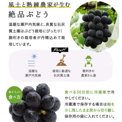 【2026年発送】岡山県産　ニューピオーネ2房(1房480g以上) 化粧箱入り 【配送不可地域：離島】