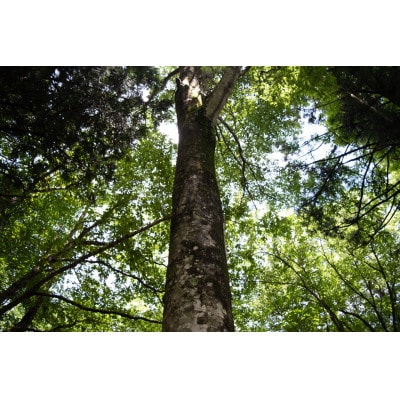 新庄村　森林セラピー体験チケット(2名様分)