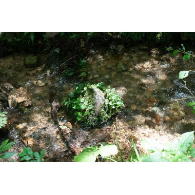 新庄村　森林セラピー体験チケット(3名様分)