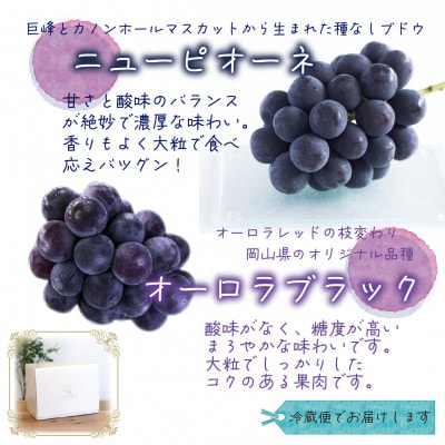 【2026年先行受付】岡山　花笑み農園の『ニューピオーネ＆オーロラブラック』1kg(2房)PA-1【配送不可地域：離島】